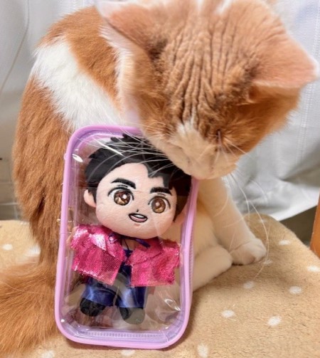 郷ひろみさんの武道館ライブ（19日）のセトリ : 猫だらけ Powered by