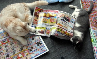「猫だらけ」