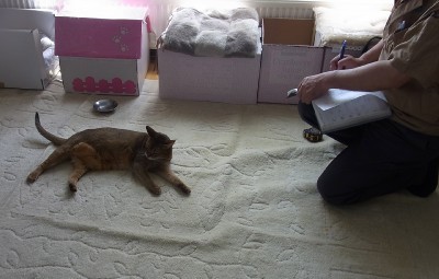 「猫だらけ」