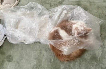 thumbnail_IMG_2760 (1)