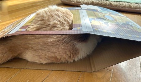 thumbnail_IMG_2724
