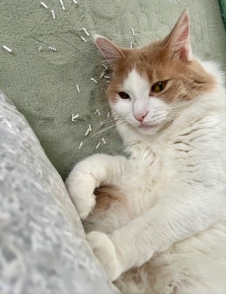 thumbnail_IMG_2791_1