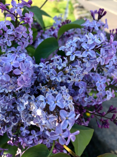 ラッキーライラックを見つけてね 猫だらけ 記事コメント 1 Powered By ライブドアブログ