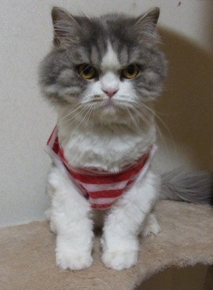 「猫だらけ」