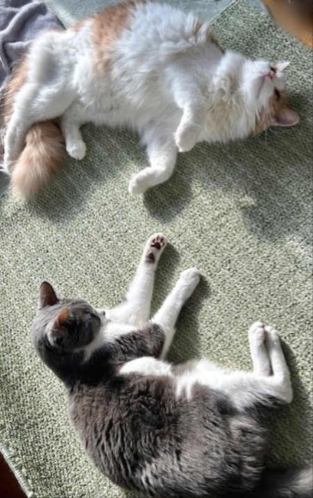 24f60982-345c-41ff-a121-f3184b8c1831_1