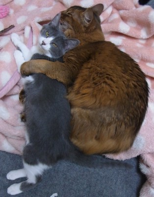 「猫だらけ」