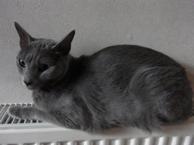 「猫だらけ」