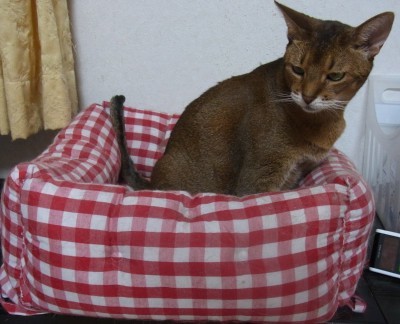 「猫だらけ」