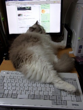 「猫だらけ」