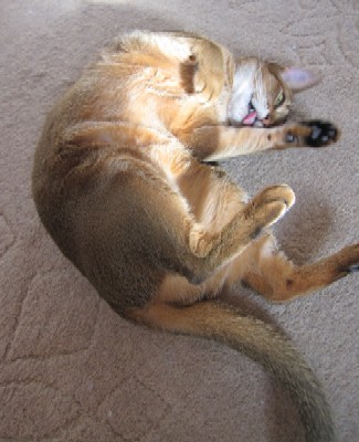 「猫だらけ」