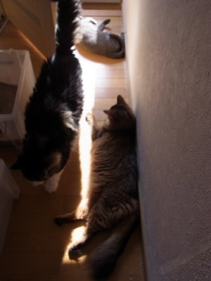 「猫だらけ」