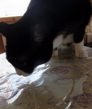 「猫だらけ」