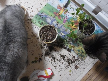 「猫だらけ」