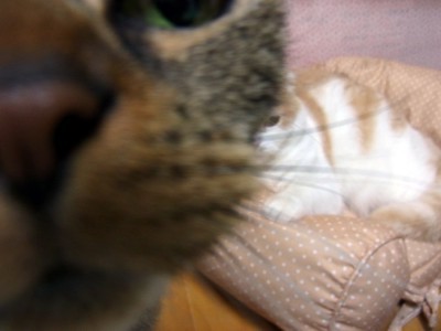 「猫だらけ」