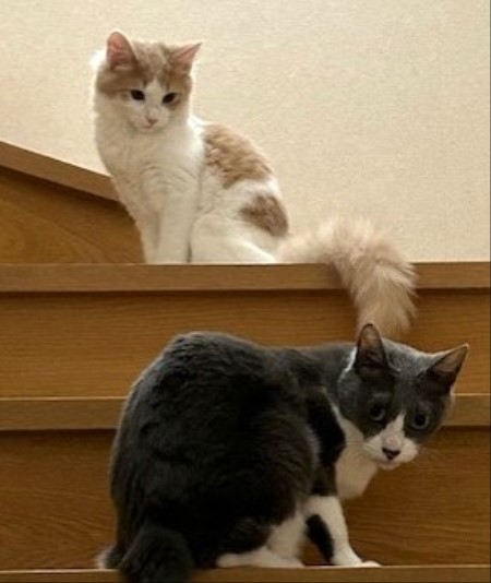 thumbnail_IMG_2033