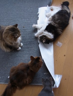 「猫だらけ」