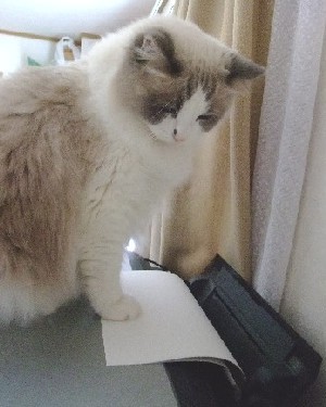 「猫だらけ」