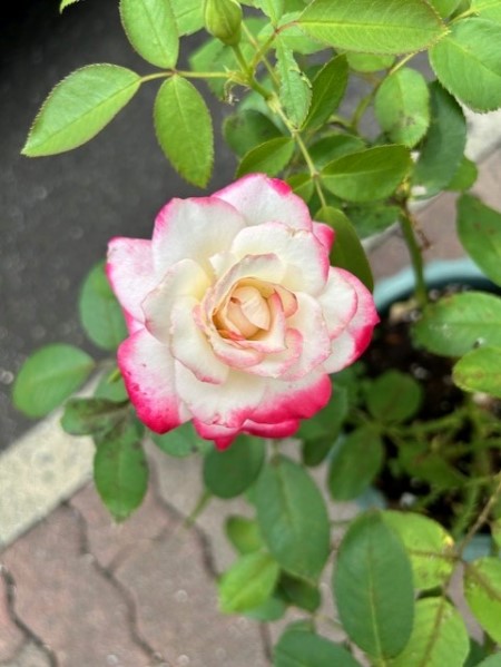 thumbnail_IMG_4133 (2)