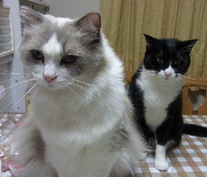 「猫だらけ」