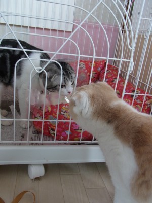 「猫だらけ」