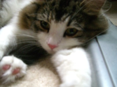 チェルシー１１月１６日