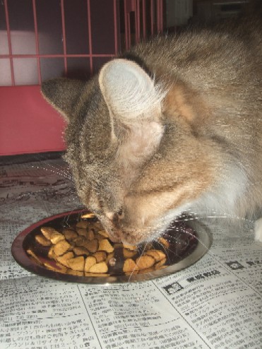 2008_0203猫写真0043