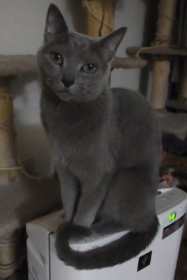 「猫だらけ」