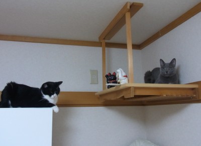 「猫だらけ」