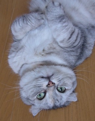 「猫だらけ」