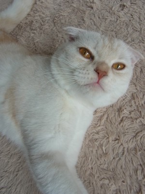 「猫だらけ」