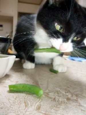 「猫だらけ」