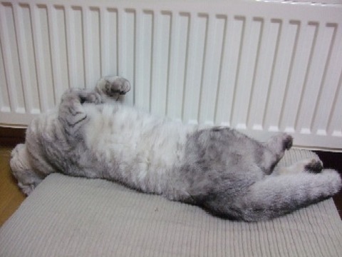 2008_0104猫写真0008