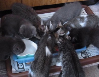 「猫だらけ」
