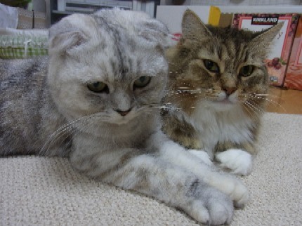 「猫だらけ」