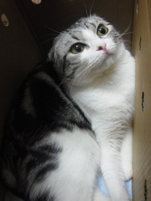 「猫だらけ」