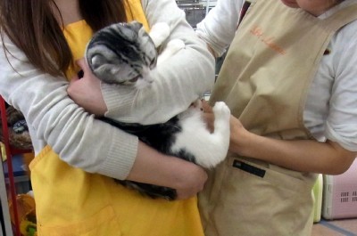 「猫だらけ」