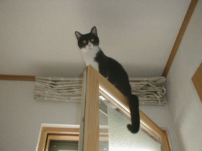 「猫だらけ」