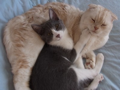 「猫だらけ」