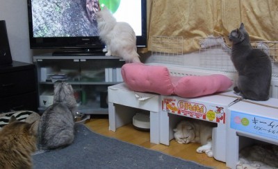 「猫だらけ」