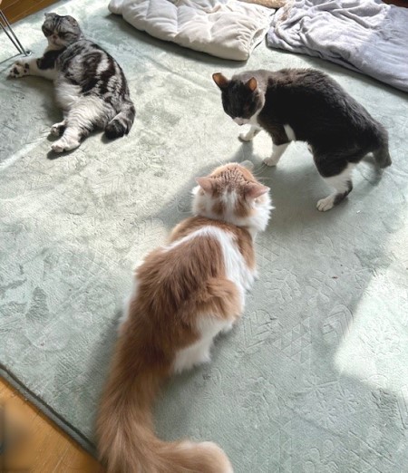 thumbnail_IMG_3362 (1)