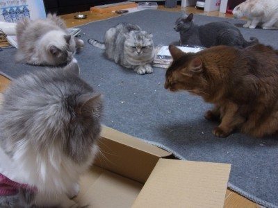 「猫だらけ」