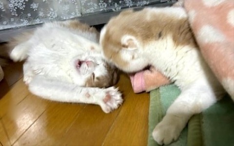 thumbnail_IMG_3648 (1)