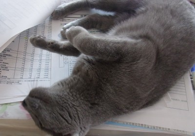 「猫だらけ」