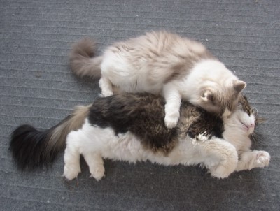 「猫だらけ」
