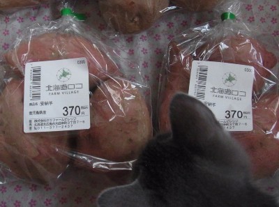 「猫だらけ」