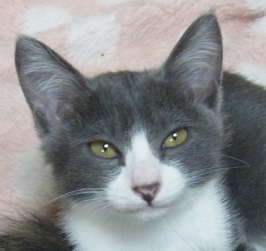 「猫だらけ」