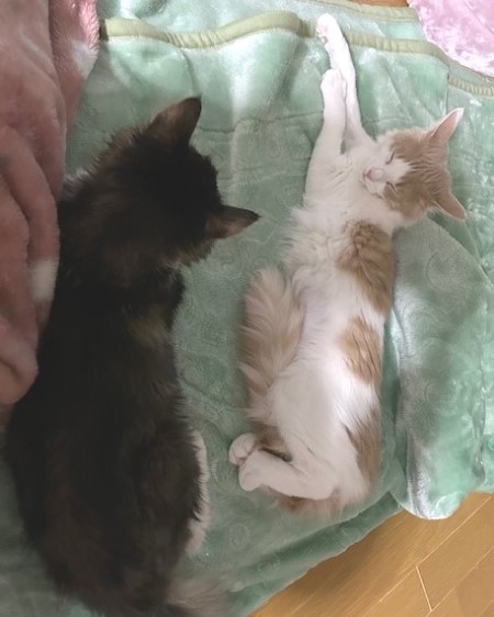 thumbnail_IMG_4729 (1)