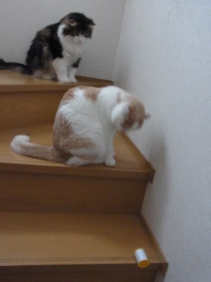 「猫だらけ」