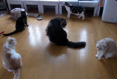 「猫だらけ」