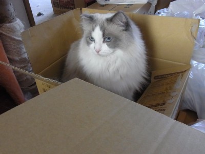 「猫だらけ」